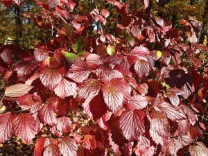 By Famartin - Own work, CC BY-SA 4.0, https://commons.wikimedia.org/w/index.php?curid=36997375