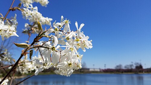 By Dan Keck from Ohio - Allegheny Serviceberry, CC0, https://commons.wikimedia.org/w/index.php?curid=83450072