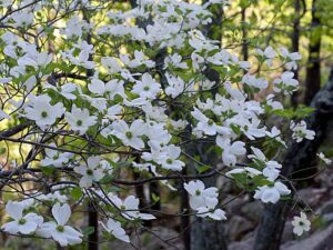 Flowering Dogwood By Eric Hunt - Own work, CC BY-SA 4.0, https://commons.wikimedia.org/w/index.php?curid=102564221